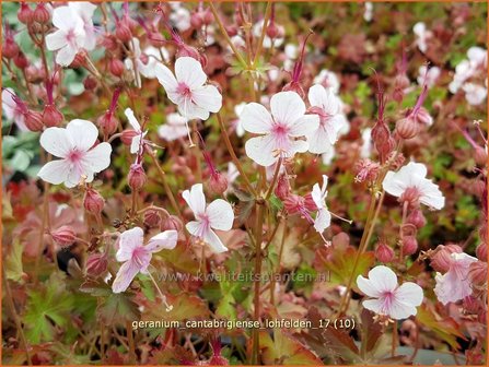 Geranium cantabrigiense &#039;Lohfelden&#039; | Ooievaarsbek, Tuingeranium | Cambridge-Storchschnabel