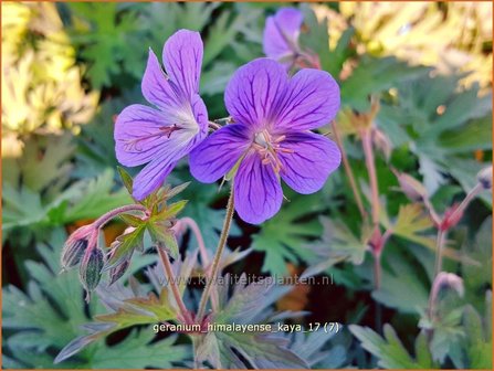 Geranium himalayense &#039;Kaya&#039; | Ooievaarsbek, Tuingeranium | Himalaya-Storchschnabel