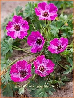 Geranium &#039;Jolly Jewel Lilac&#039; | Ooievaarsbek, Tuingeranium | Storchschnabel