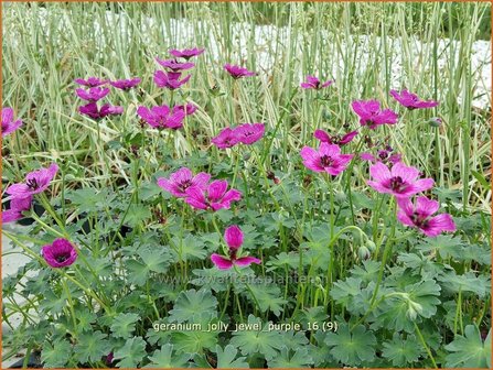 Geranium &#039;Jolly Jewel Purple&#039; | Ooievaarsbek, Tuingeranium | Storchschnabel