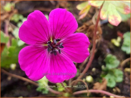 Geranium &#039;Jolly Jewel Red&#039; | Ooievaarsbek, Tuingeranium, Geranium | Storchschnabel | Cranesbill