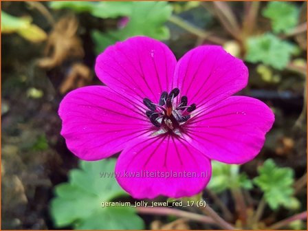 Geranium &#039;Jolly Jewel Red&#039; | Ooievaarsbek, Tuingeranium, Geranium | Storchschnabel | Cranesbill