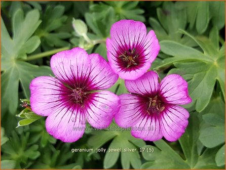 Geranium &#039;Jolly Jewel Silver&#039; | Ooievaarsbek, Tuingeranium | Storchschnabel