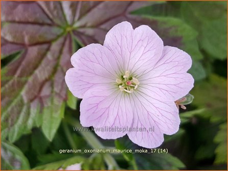 Geranium oxonianum &#039;Maurice Moka&#039; | Ooievaarsbek, Tuingeranium | Oxford-Storchschnabel