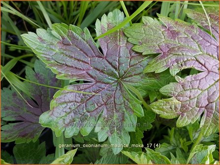 Geranium oxonianum &#039;Maurice Moka&#039; | Ooievaarsbek, Tuingeranium | Oxford-Storchschnabel