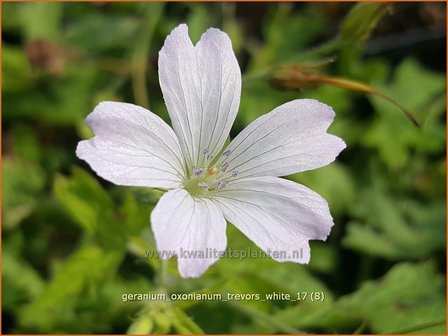 Geranium oxonianum &#039;Trevor&#039;s White&#039; | Ooievaarsbek, Tuingeranium | Oxford-Storchschnabel