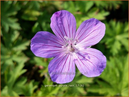 Geranium &#039;Purple Rain&#039; | Ooievaarsbek, Tuingeranium | Storchschnabel