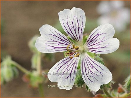 Geranium renardii | Ooievaarsbek, Tuingeranium | Kaukasus-Storchschnabel