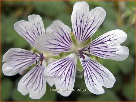 Geranium renardii | Ooievaarsbek, Tuingeranium | Kaukasus-Storchschnabel