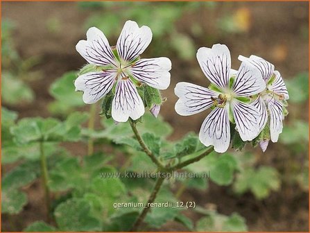 Geranium renardii | Ooievaarsbek, Tuingeranium | Kaukasus-Storchschnabel