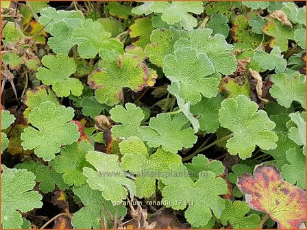 Geranium renardii | Ooievaarsbek, Tuingeranium | Kaukasus-Storchschnabel