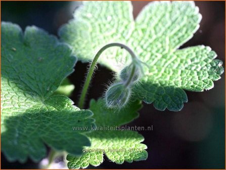 Geranium renardii | Ooievaarsbek, Tuingeranium | Kaukasus-Storchschnabel