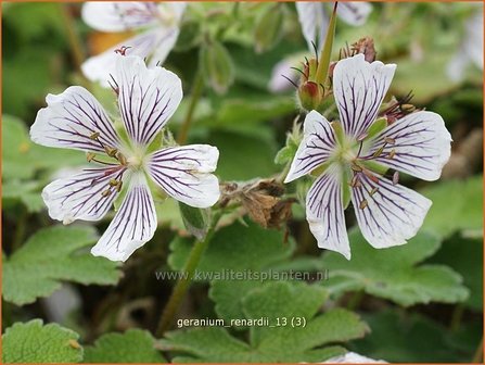 Geranium renardii | Ooievaarsbek, Tuingeranium | Kaukasus-Storchschnabel