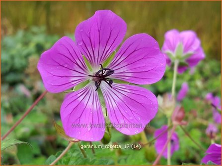 Geranium &#039;Rosetta&#039; | Ooievaarsbek, Tuingeranium | Nepal-Storchenschnabel