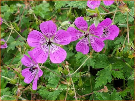 Geranium &#039;Rosetta&#039; | Ooievaarsbek, Tuingeranium | Nepal-Storchenschnabel