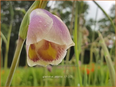 Gladiolus papilio | Vlindergladiool | Schmetterlings-Gladiole