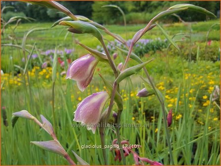 Gladiolus papilio | Vlindergladiool | Schmetterlings-Gladiole