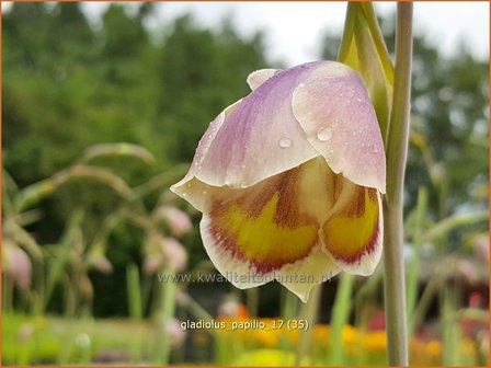 Gladiolus papilio | Vlindergladiool | Schmetterlings-Gladiole
