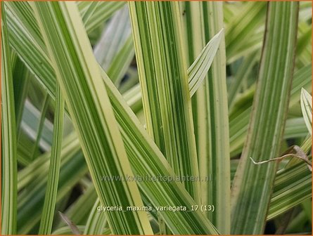 Glyceria maxima &#039;Variegata&#039; | Bont liesgras, Liesgras | Riesens&uuml;&szlig;gras