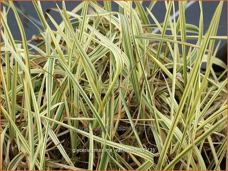 Glyceria maxima &#039;Variegata&#039; | Bont liesgras, Liesgras | Riesens&uuml;&szlig;gras