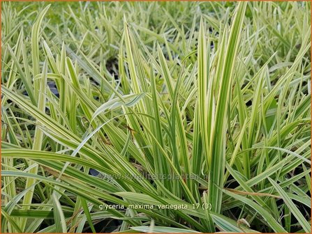 Glyceria maxima &#039;Variegata&#039; | Bont liesgras, Liesgras | Riesens&uuml;&szlig;gras