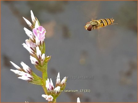 Goniolimon tataricum | Statice | Statice