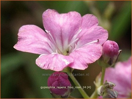 Gypsophila repens 'Filou Rose' | Kruipend gipskruid, Gipskruid | Polster-Schleierkraut