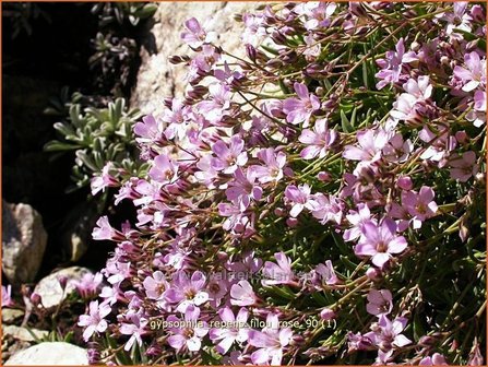 Gypsophila repens &#039;Filou Rose&#039; | Kruipend gipskruid, Gipskruid | Polster-Schleierkraut