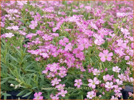 Gypsophila repens &#039;Filou Rose&#039; | Kruipend gipskruid, Gipskruid | Polster-Schleierkraut