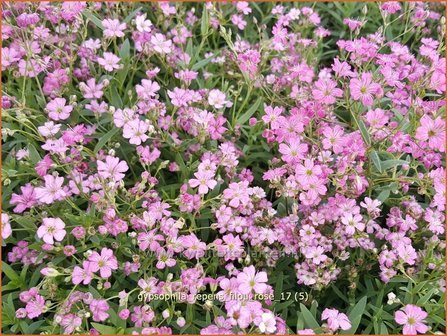 Gypsophila repens &#039;Filou Rose&#039; | Kruipend gipskruid, Gipskruid | Polster-Schleierkraut