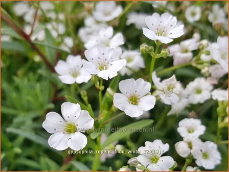 Gypsophila repens &#039;Filou White&#039; | Kruipend gipskruid, Gipskruid | Kriechendes Schleierkraut