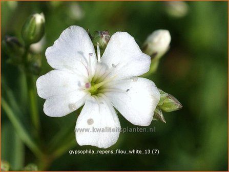 Gypsophila repens 'Filou White' | Kruipend gipskruid, Gipskruid | Kriechendes Schleierkraut