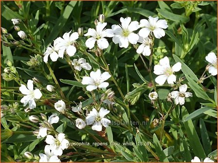 Gypsophila repens &#039;Filou White&#039; | Kruipend gipskruid, Gipskruid | Kriechendes Schleierkraut