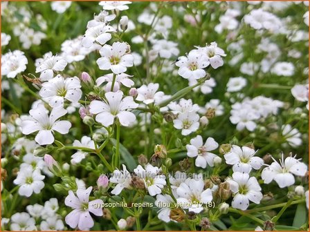 Gypsophila repens &#039;Filou White&#039; | Kruipend gipskruid, Gipskruid | Kriechendes Schleierkraut