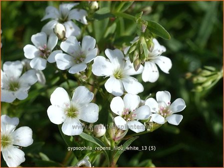 Gypsophila repens &#039;Filou White&#039; | Kruipend gipskruid, Gipskruid | Kriechendes Schleierkraut