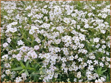 Gypsophila repens &#039;Filou White&#039; | Kruipend gipskruid, Gipskruid | Kriechendes Schleierkraut