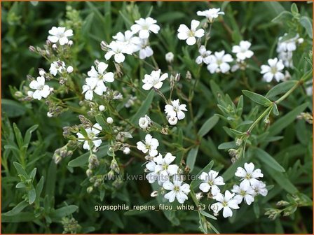 Gypsophila repens &#039;Filou White&#039; | Kruipend gipskruid, Gipskruid | Kriechendes Schleierkraut