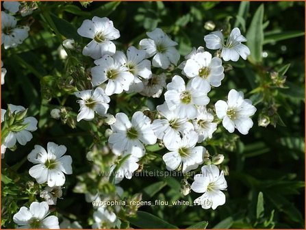 Gypsophila repens &#039;Filou White&#039; | Kruipend gipskruid, Gipskruid | Kriechendes Schleierkraut