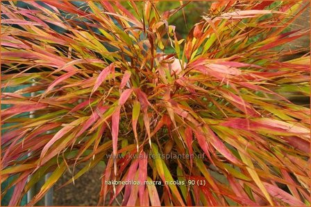 Hakonechloa macra &#039;Nicolas&#039; | Japans bosgras, Japans siergras | Berggras