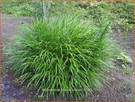 Hakonechloa macra &#039;Nicolas&#039; | Japans bosgras, Japans siergras | Berggras