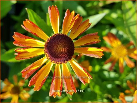 Helenium &#039;Betty&#039; | Zonnekruid | Sonnenbraut