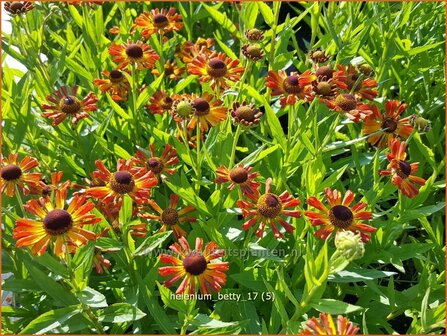 Helenium &#039;Betty&#039; | Zonnekruid | Sonnenbraut