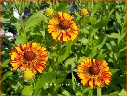 Helenium 'Can CaHelenium 'Can Can' | Zonnekruid | Sonnenbrautn' | Zonnekruid | Sonnenbraut