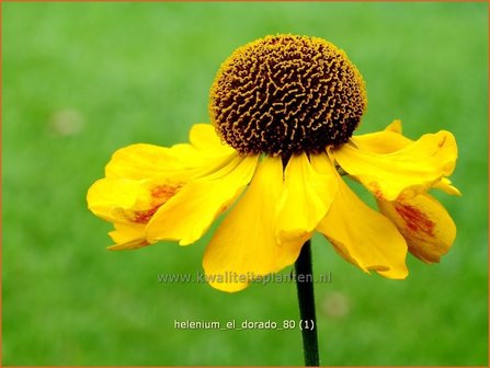 Helenium &#039;El Dorado&#039; | Zonnekruid | Sonnenbraut