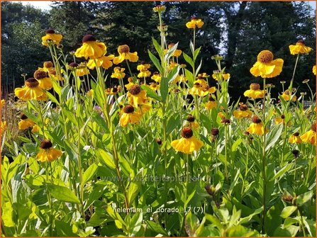 Helenium &#039;El Dorado&#039; | Zonnekruid | Sonnenbraut