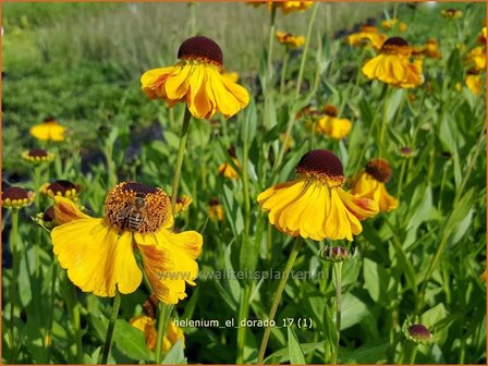 Helenium &#039;El Dorado&#039; | Zonnekruid | Sonnenbraut