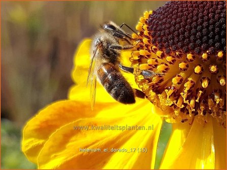 Helenium &#039;El Dorado&#039; | Zonnekruid | Sonnenbraut