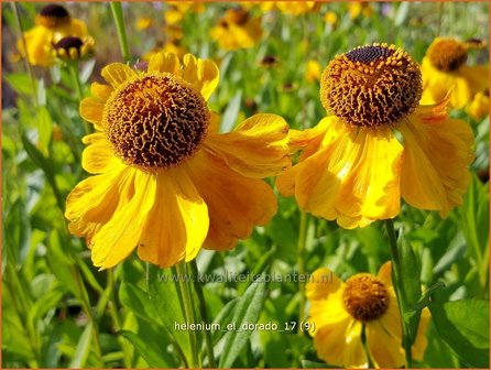 Helenium &#039;El Dorado&#039; | Zonnekruid | Sonnenbraut