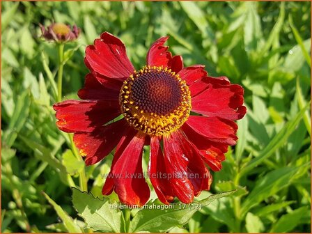 Helenium &#039;Mahagoni&#039; | Zonnekruid | Sonnenbraut