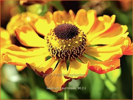 Helenium &#039;Rauchtopas&#039; | Zonnekruid | Sonnenbraut